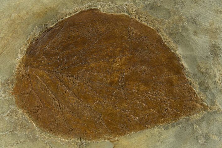 Fossil Leaf (Beringiaphyllum) - Montana #327219